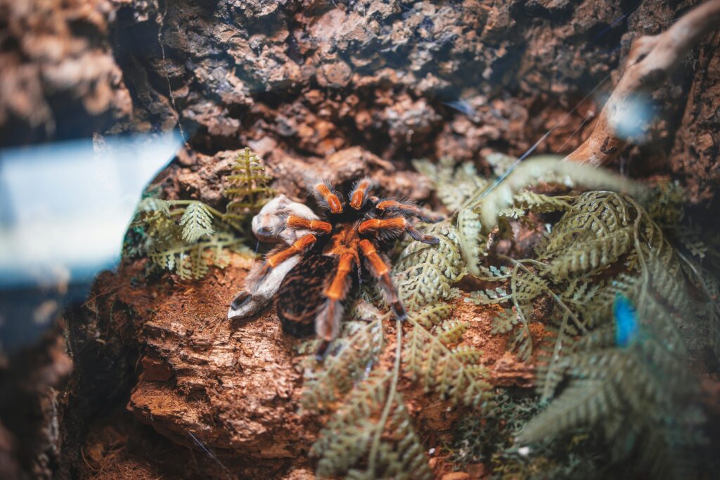 a tarantula