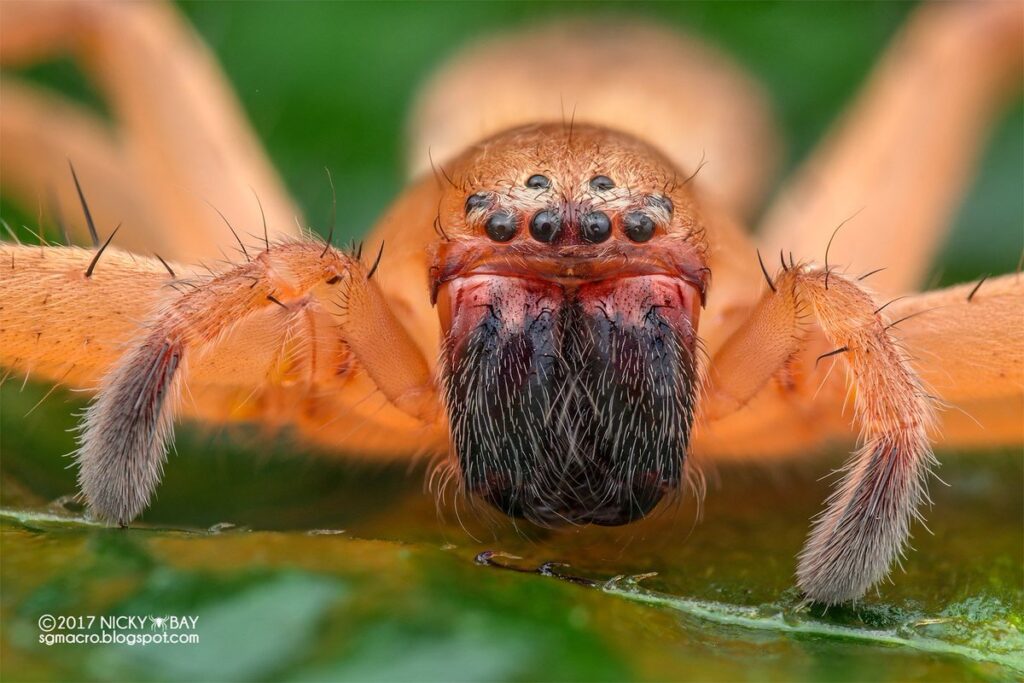 araÑa asiatica