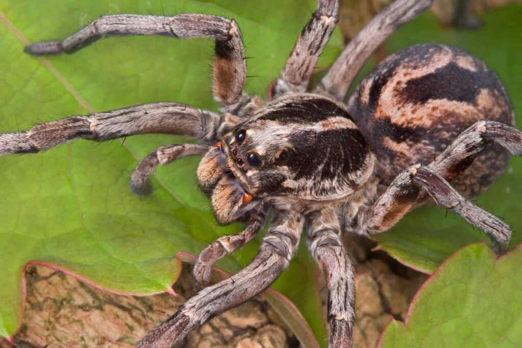 lobo asiaticca